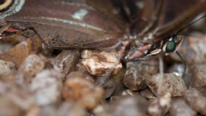 İstanbul'da masum görünümlü "vampir kelebek" alarmı! Gece ortaya çıkıp hayatı felç ediyor