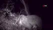 Gece vakti keyifle yemek yiyen ayı fotokapana yakalandı