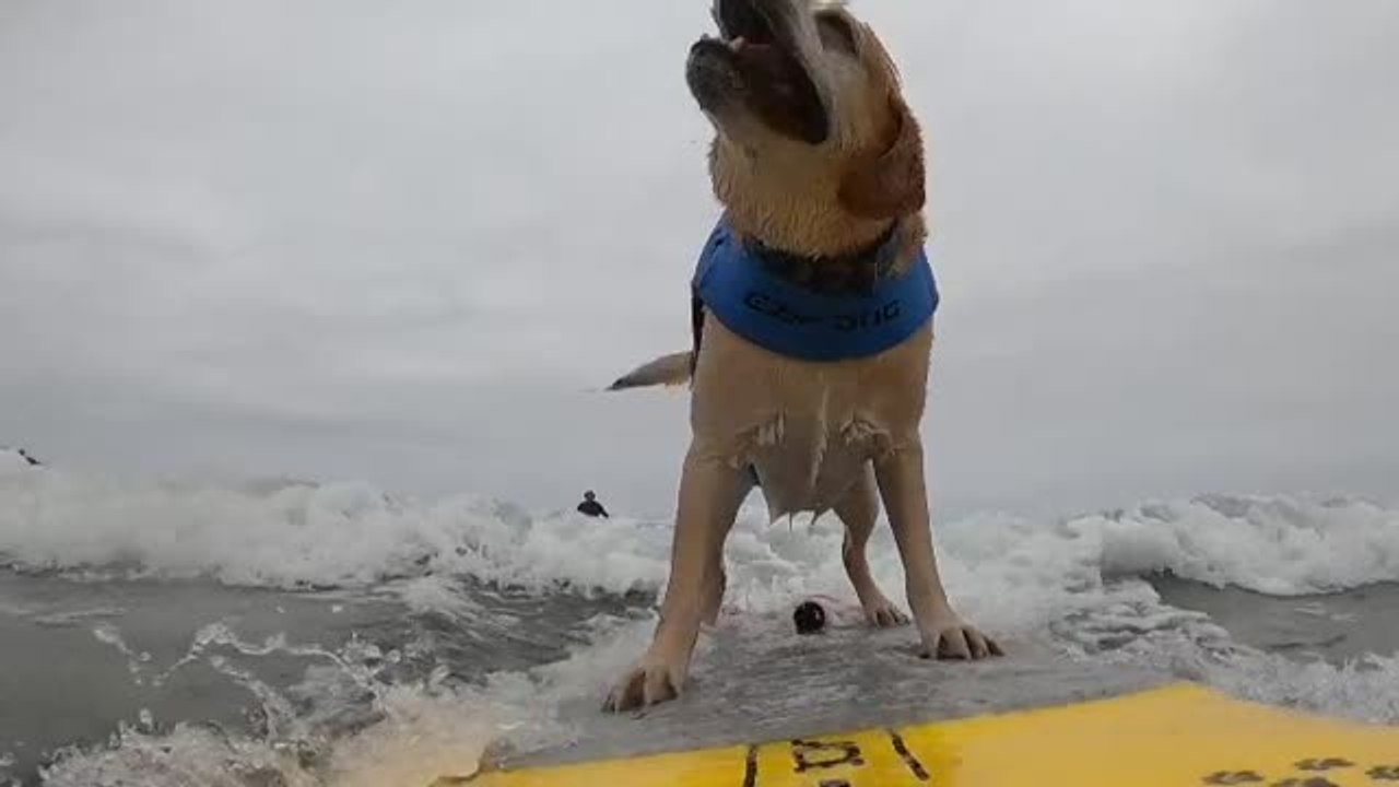 California acoge el Campeonato Mundial de Surf para perros