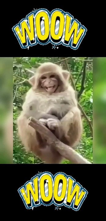 funny monkey videos.funny monkeys  will make you laugh hard