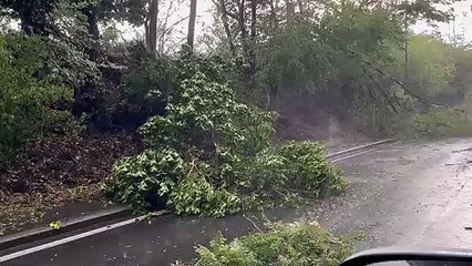 Download Video: Maltempo a Siena, alberi caduti in strada