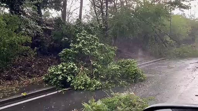 Maltempo a Siena, alberi caduti in strada