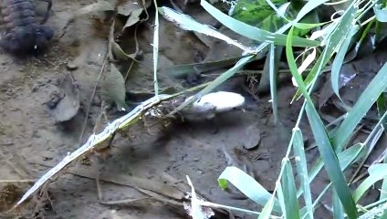 Brumath et les Poissons morts du Lavoir 7Aôut 2022