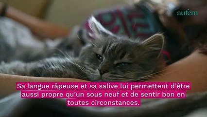 Tải video: Chat : à quelle fréquence devez-vous le laver pour qu'il reste en bonne santé ?