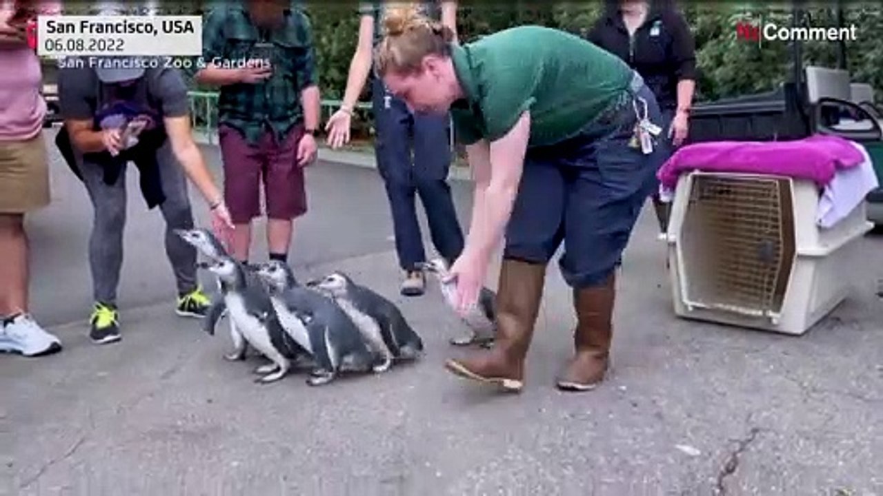 A Marcha dos Pinguins voltou ao zoo de São Francisco