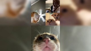 Cats on Video chat....