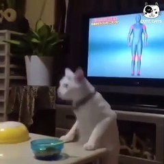 Tom and Jerry beautiful cartoon very funny enjoy your day