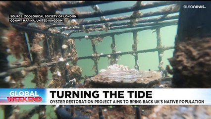 UK 'Wild Oysters' restoration project aims to turn the tide on species decline