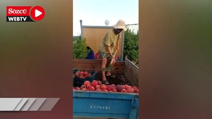 Şeftali para etmeyince kürekle kasalara doldurularak meyve suyu firmalarına verildi