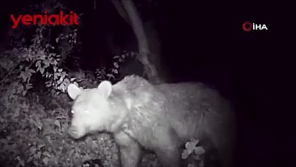 Gece vakti keyifle yemek yiyen ayı böyle görüntülendi
