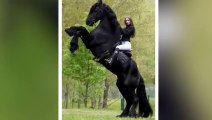 20 Most Powerful Horse Breeds in the World