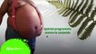 AFRICA NATURE développe un programme de lutte contre le surpoids et l’obésité hommes et femmes