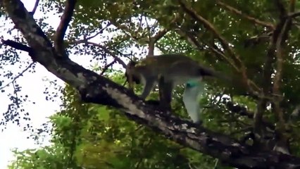 Elephant Of The God! Elephant Herd Rescue Baby Monkey From Leopard Huning