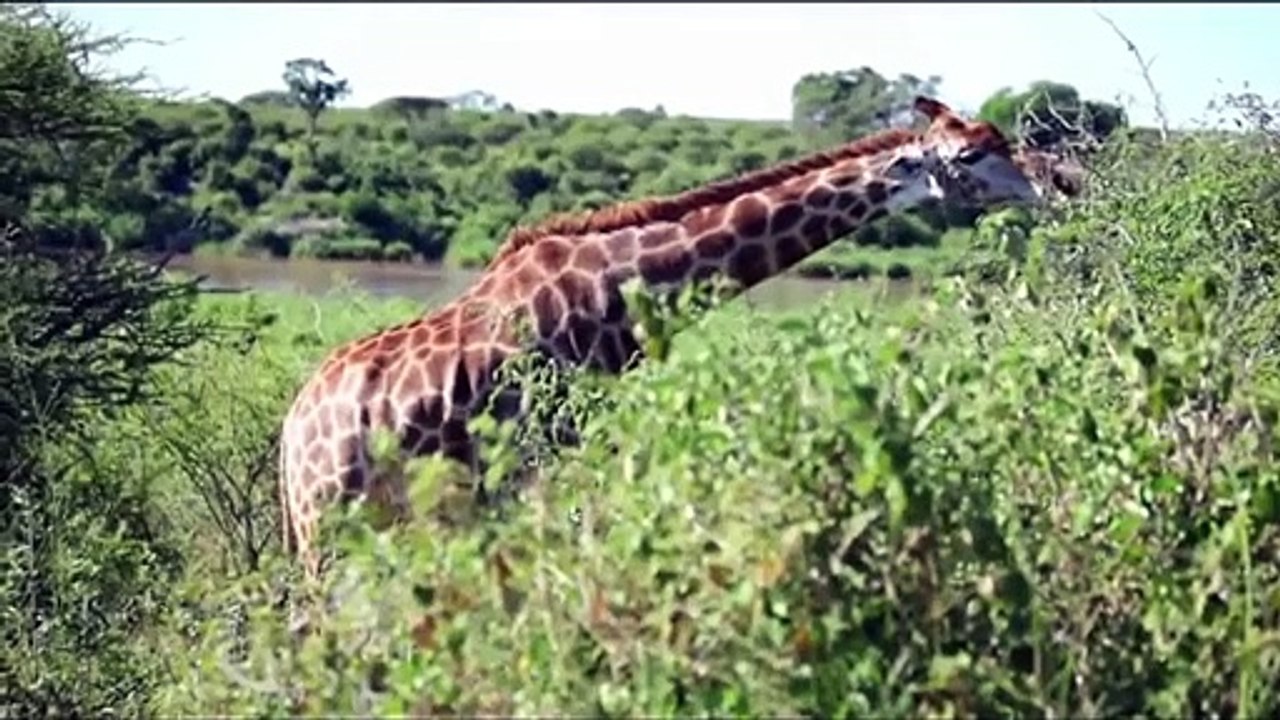 Lion Fail To Control Powerful of Giraffe, Buffa...