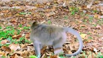 OMG! Eagle Hunt Leopard Cubs When Mother Leopard Climb Tree Catch Baby Monkey – Wild Animals Planet