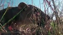 Buffalo Too Late To Save Baby Warthog From Lion - King of Lion Run Away From Buffalo - Lion, Buffalo