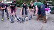 Шествие магеллановых пингвинов в Сан-Францисском зоопарке