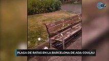 Plaga de ratas en la Barcelona de Ada Colau