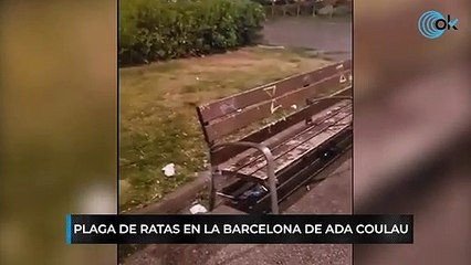 Plaga de ratas en la Barcelona de Ada Colau