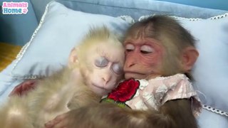take care of bebe monkey
