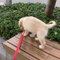 Adorable Pupper Falls Into Bushes While Walking On Ledge
