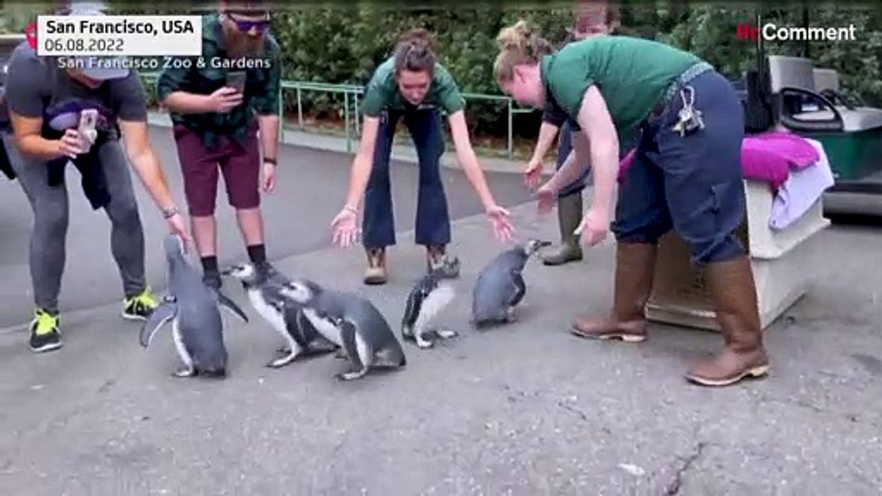 Wo watscheln sie denn? 5 junge Magellanpinguine dürfen ins große Gehege