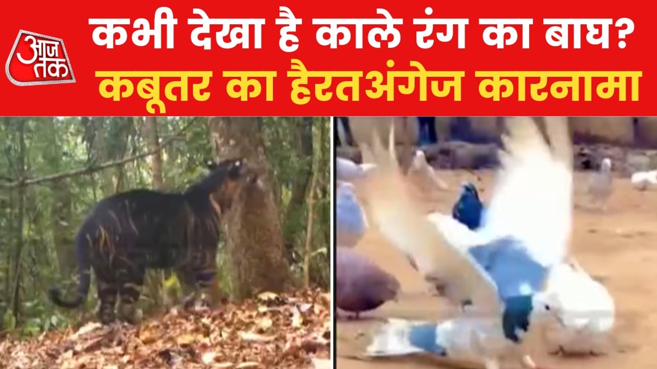 From black tiger to sword stunt, top 5 trending viral videos