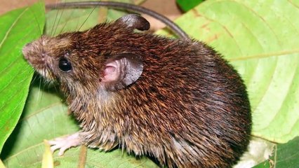 Top 10 Virus mas peligrosos para la Humanidad