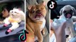 Funny Doggos of TIK TOK  Cute Puppies Doing Funny Things on TikTok #6