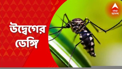 Dengue : এ পর্যন্ত রাজ্যে ডেঙ্গি আক্রান্ত হয়েছে ৩ হাজার ১০৪ জন : Bangla News