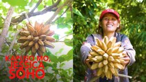 PUNONG KAHOY SA CEBU, NAMUNGA NG SAGING?!| Kapuso Mo, Jessica Soho