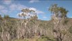 Fenêtre sur les Outre-Mer - Nouvelle-Calédonie : le reboisement des forêts