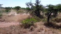 Rhino Bravely Attacks Herd Lion To Rescue Zebra - Lion vs Zebra, Rhino