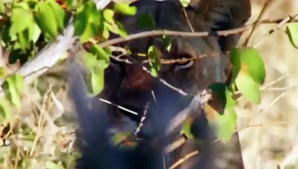 The arrogant Leopard constantly receives fierce attack from the Wildebeest herd   Wild Animal Attack