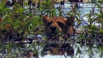 God Gave Strength To Buffalo Leading Herd Rescues His Teammates From Lion Chase - Wild Animal Attack