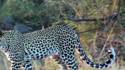 Porcupine Too Danger! Lion, Leopard and Python Risked Their Lives When Hunting Porcupine, Massai