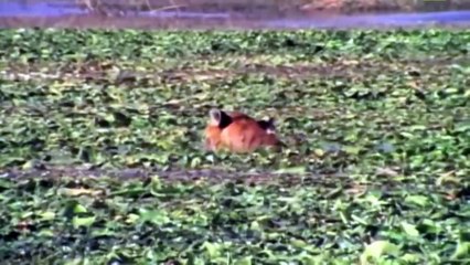 Python Too Aggressive! Big Cat Can't Escape of Giant Anaconda, Python vs Lion, Leopard, Monkey