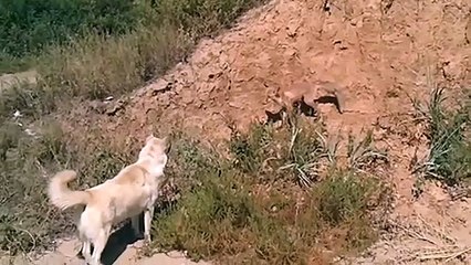 Fox vs Dog.  Fox beat dog