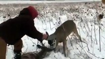 Rescue of deer. Deer was tangled in the horns of dead deer