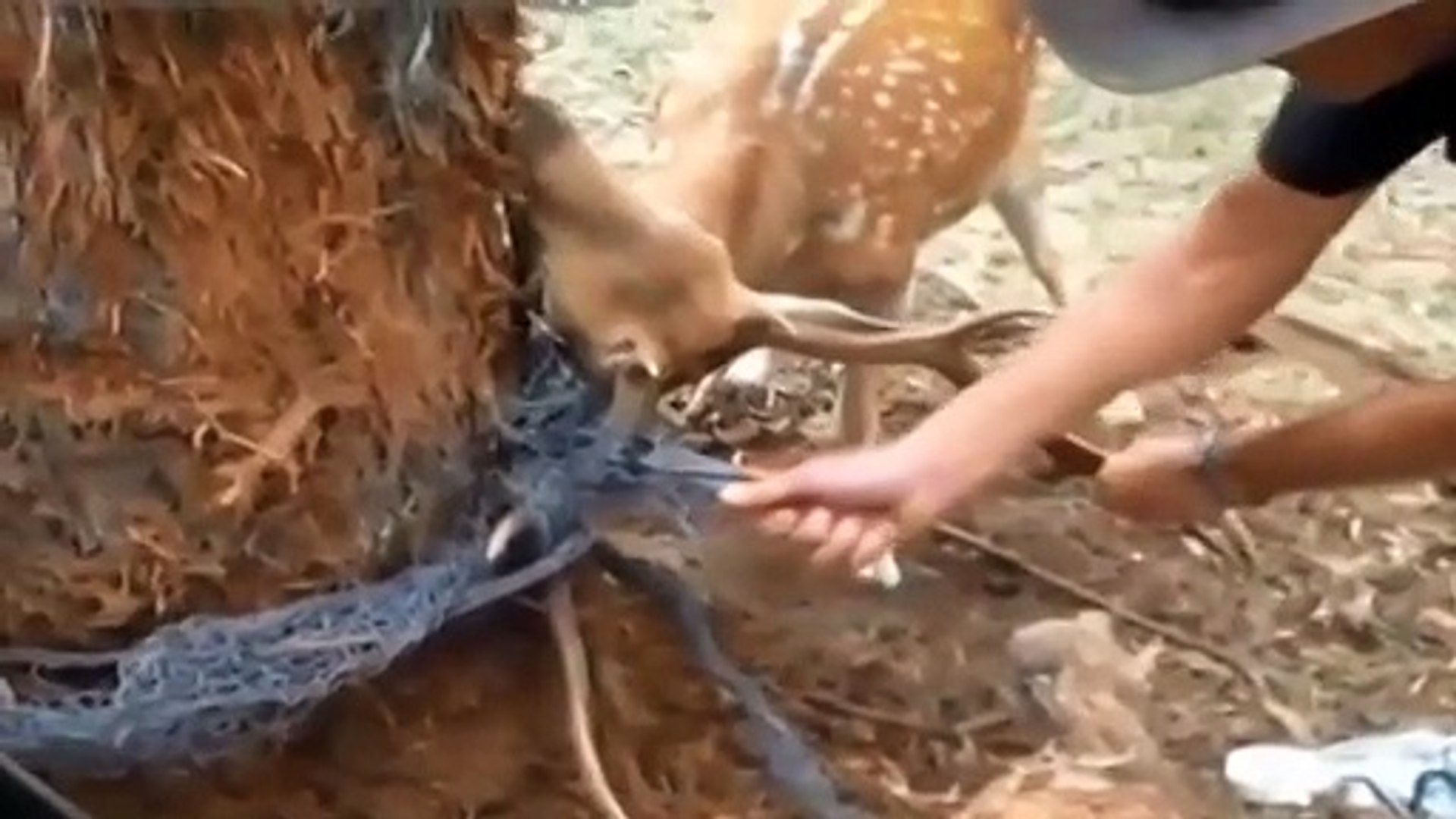 Rescue of deer. Deer was tangled by horns in a wire - video Dailymotion