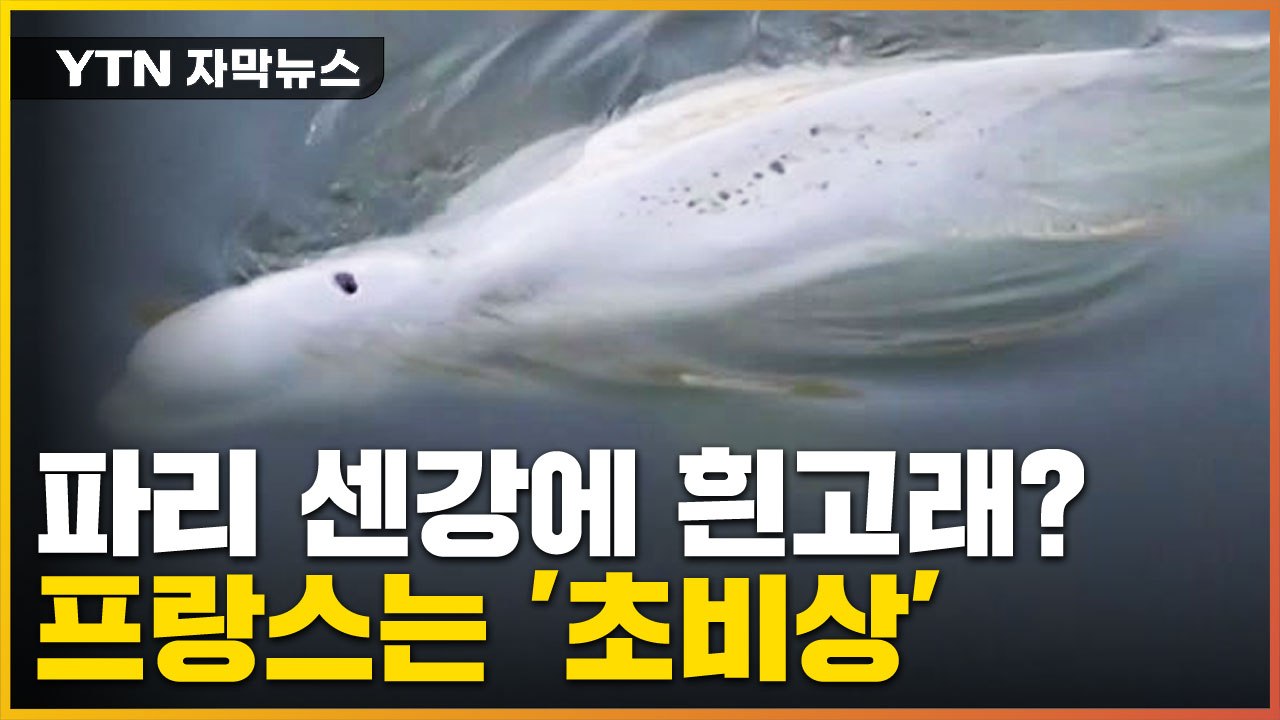 [자막뉴스] 파리 센강에 나타난 벨루가...프랑스는 지금 '초비상' / YTN