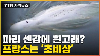 [자막뉴스] 파리 센강에 나타난 벨루가...프랑스는 지금 '초비상' / YTN