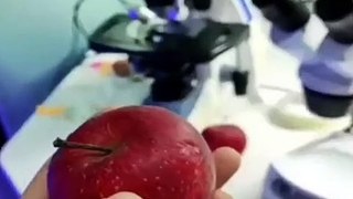 Un fruit au microscope pour voir les bactéries et bêtes présentes