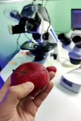 Download Video: Un fruit au microscope pour voir les bactéries et bêtes présentes