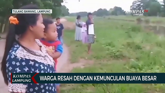 Warga Resah dengan Kemunculan Buaya Muara