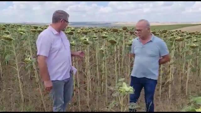 Ayçiçeği Üreticileri, Kooperatiflerin Açıkladığı Taban Fiyatına Tepkili : Zayiatımız Çok, 16 TL'nin Altında Olmamalı