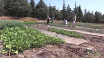 Gaziantep ekonomi haberleri... GAZİANTEP - 30 yeni tıbbi ve baharat bitkisi yetiştirmek için denemeler başladı