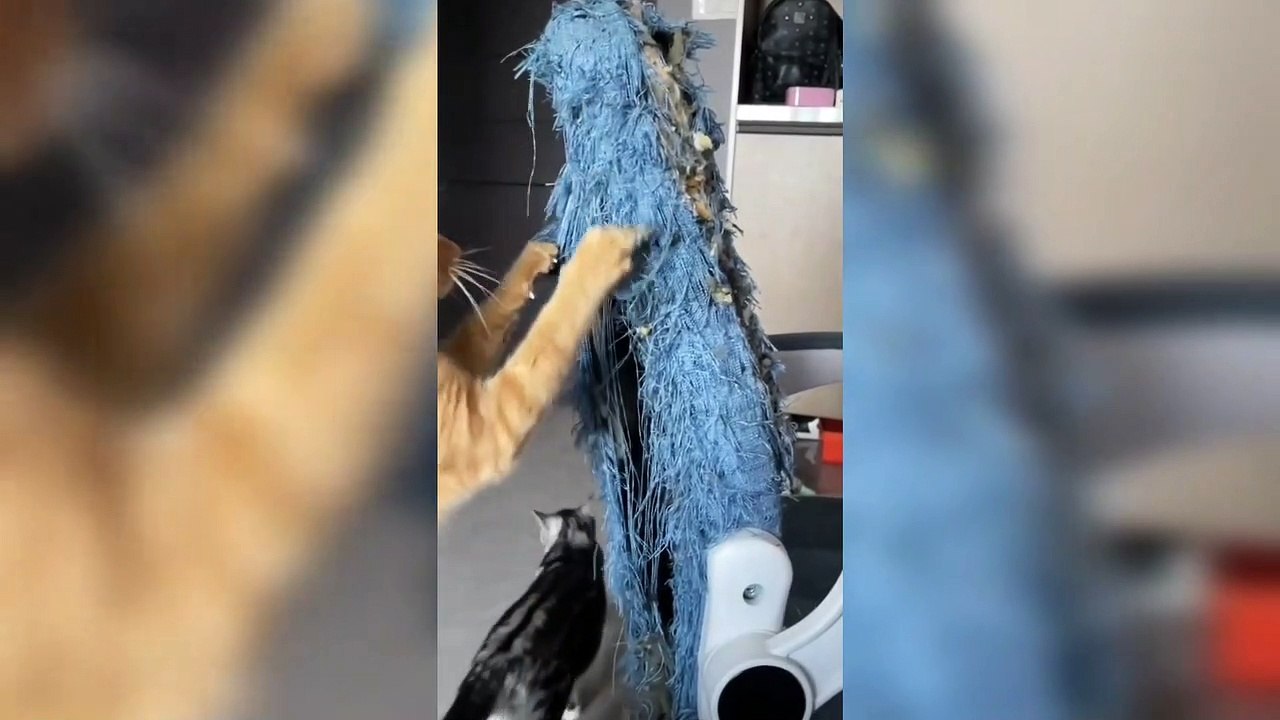 Cat on Fire