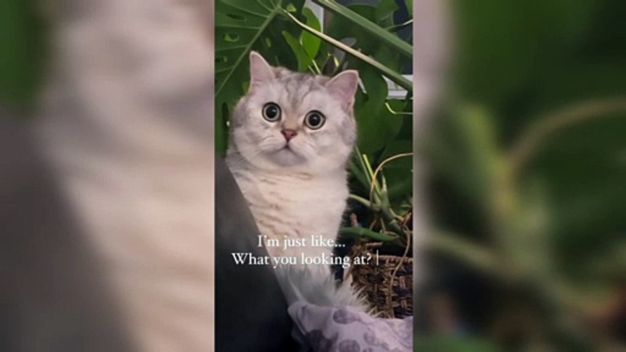......