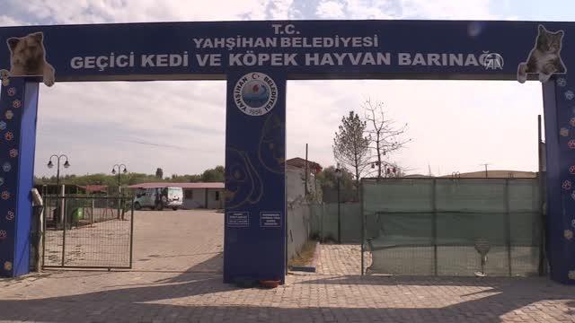 Kırıkkale haber: KIRIKKALE - Kedi Köyü engelli, hamile ve yavru kedilerin yuvası oldu